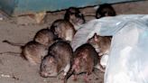 How the rat population in New York City grew by 800% and infested the city in less than 65 years