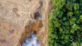 En 2023, cada minuto el mundo perdió en selva el equivalente a diez campos de futbol