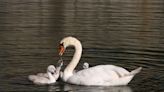 3 teens arrested for killing swan to eat