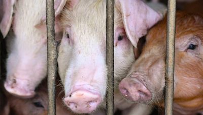 African Swine Fever outbreak reported in Kerala: Know symptoms, precautions and modes of transmission