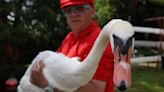 Royal count finds swans hit by air guns