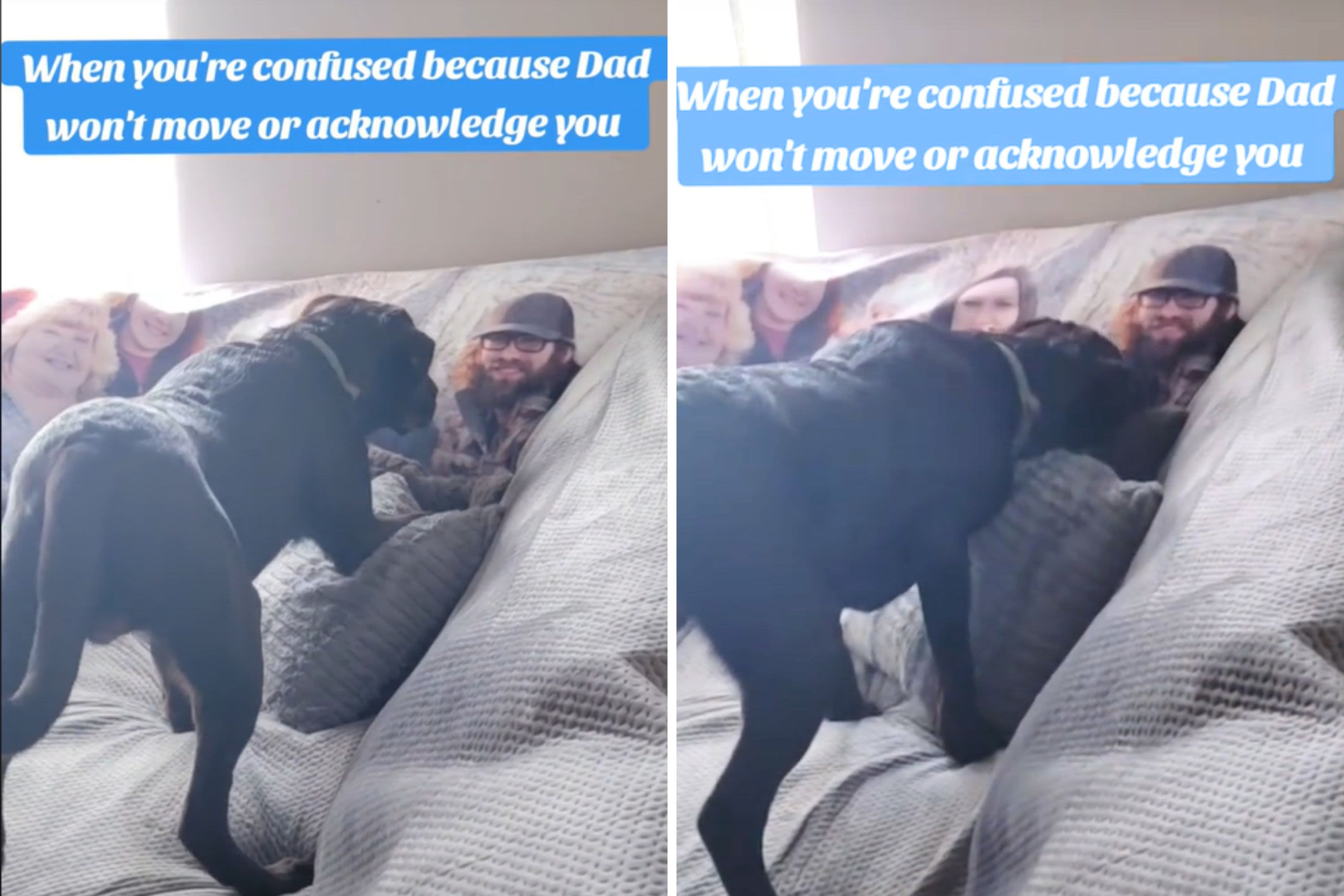 Laughter as dog "confused" over why photo of dad won't acknowledge him