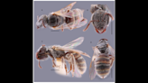 Luminescent bees with ‘unusual metallic reflections’ are discovered as new species