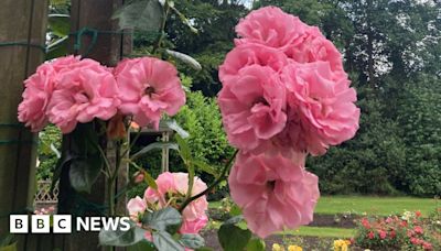 Belfast Summer Rose Fair returns for first time since pandemic
