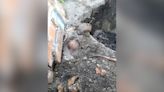 Human bones dug up at Vernon property