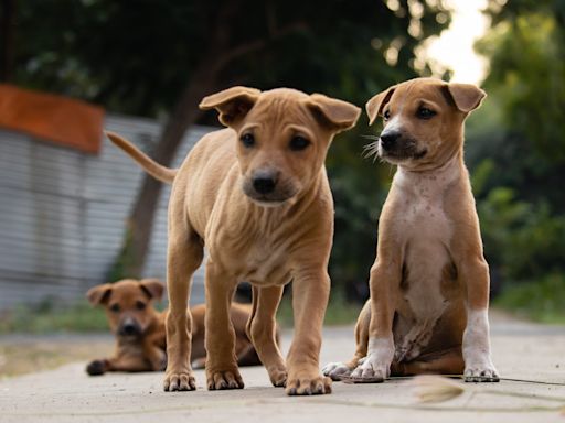 Can dogs have cantaloupe? These 'people foods' are safe for your dog to eat