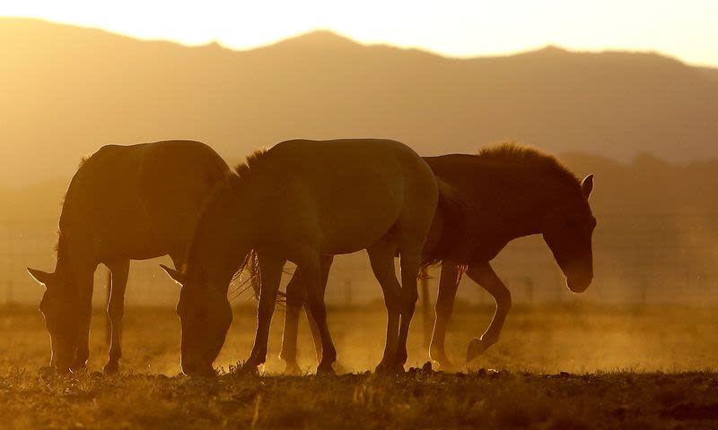 Genome study shows how horses galloped into human history