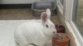 CNY SPCA Pet of the Week: Mr. Rabbit is ‘some bunny special’