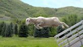 Utah Sheepdog Championship