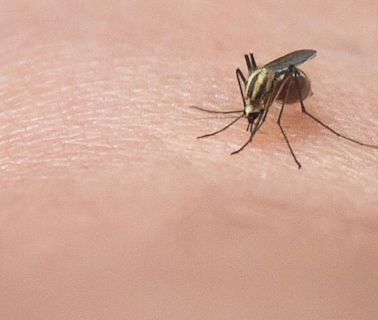 2 more travel-related dengue cases reported on Maui, Kauai