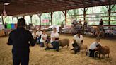 Tickets to this sheep-show are free: See Tompkins County 4-H's hard work in action