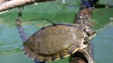 After 14 years, feds designate Pearl River map turtle a threatened species
