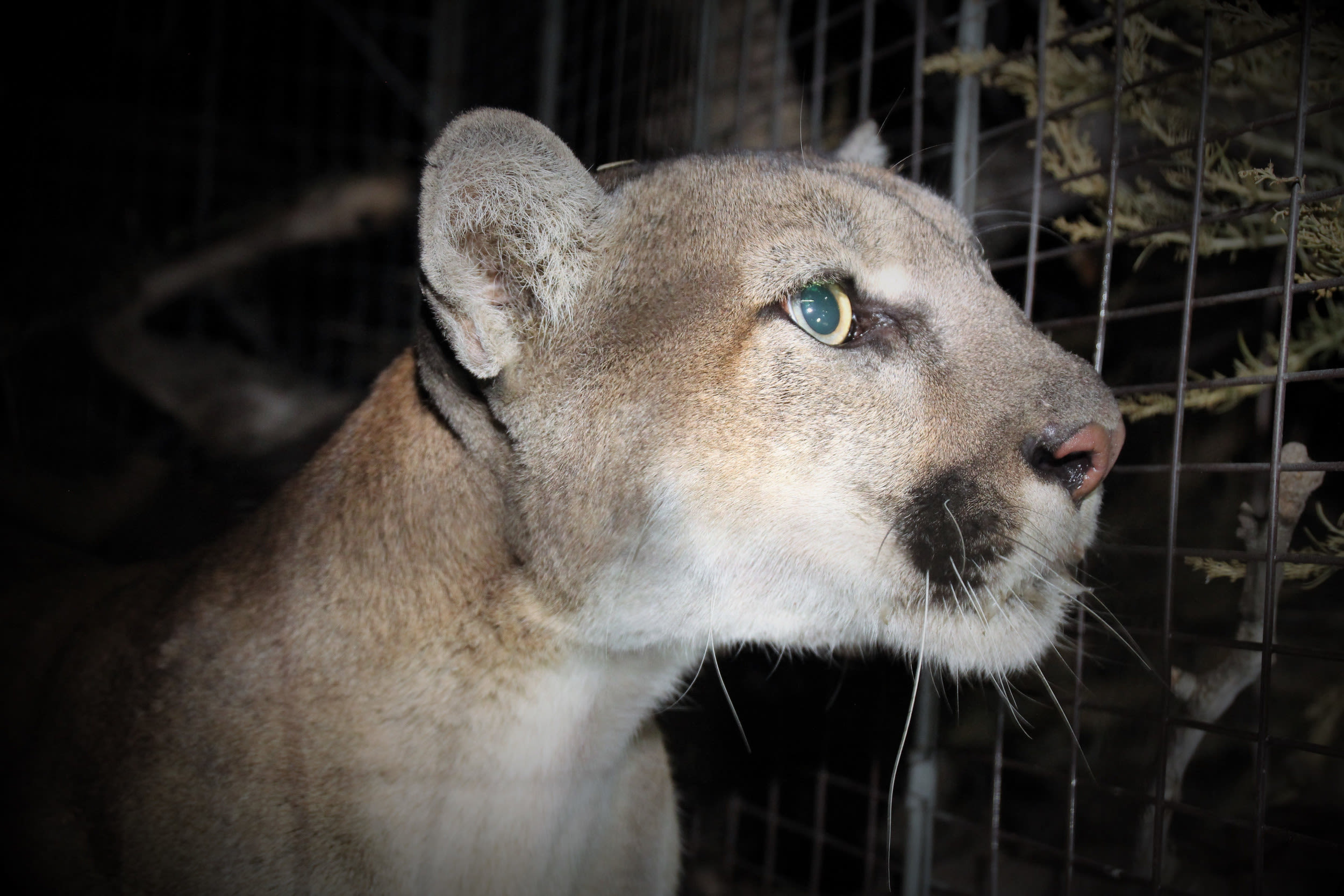 Mountain lions terrorize California neighborhood, pet safety concerns rise