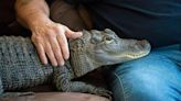 Wally, the emotional support alligator once denied entry to a baseball game, is missing