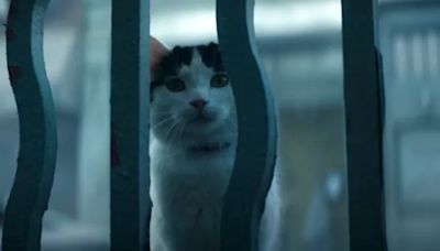 Best Cats in Movies After A Quiet Place: Day One