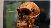 Descubren que los latinoamericanos tienen una importante contribución genética de los neandertales