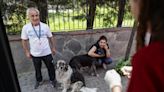 Terror para unos, amor para otros: Turquía ante sus 4 millones de perros callejeros