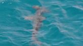 Gran Canaria beaches closed after hammerhead shark swims near coast