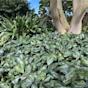 Asarum Splendens Chinese Wild Ginger