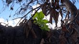 150-year-old banyan tree inspires hope as it thrives after Maui fires