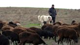 Las ovejas gigantes de Hisor se adaptan al cambio climático: engordan rápido con poca comida