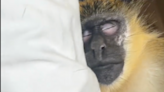 Was TikTok Monkey Thabo Stolen From Wild Dania Beach Colony? | Entrepreneur