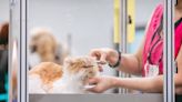 Cats Have Epic Fails at the Groomer and People Can't Take It