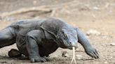 Komodo Dragons Flaunt Iron-Tipped Nightmare Teeth, Scientists Discover