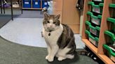 How a cute cat is helping local pupils with their SATs exams this week