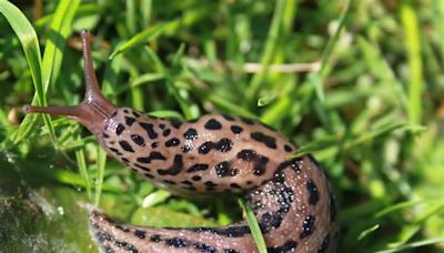 Schnecken: Wer die Raubkatzen-Schnecke im Garten findet, hat den Jackpot