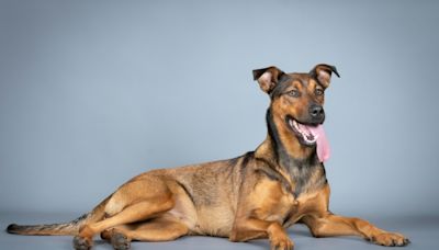 Shepherd Mix Puppy Adopted and Returned at Just 7 Months Old Just Wants to Be Loved