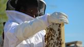 How this Black beekeeper in Phoenix is changing the game with the Baehive Sisterhood