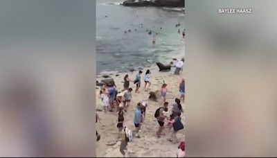 Sea lions charge through La Jolla Cove crowds, again. Locals want a fix