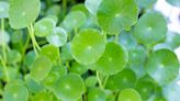 Benefits of centella asiatica: Promotes digestive health, reduces inflammation, improves skin tone