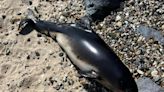 Dead porpoise washes up on Suffolk beach