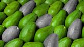 ‘Oro verde’ en crisis: Así afecta el cambio climático a la producción de palta en Perú