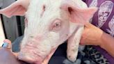 Injured pig located on Utah freeway on ramp, owners sought