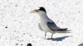 Keep shorebirds safe at Pensacola Beach this nesting season. Here's how you can help