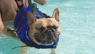 Dog Parents Display the Hilarious Reality of Having 7 Water-Loving Frenchies