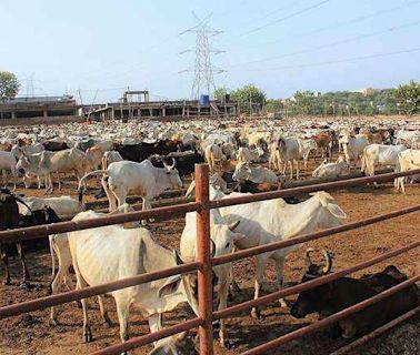 Vet varsity organises discussion on feed formulation for cattle