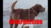 Cão da raça Shar-pei desaparece no Saci; Família pede ajuda para localizar animal