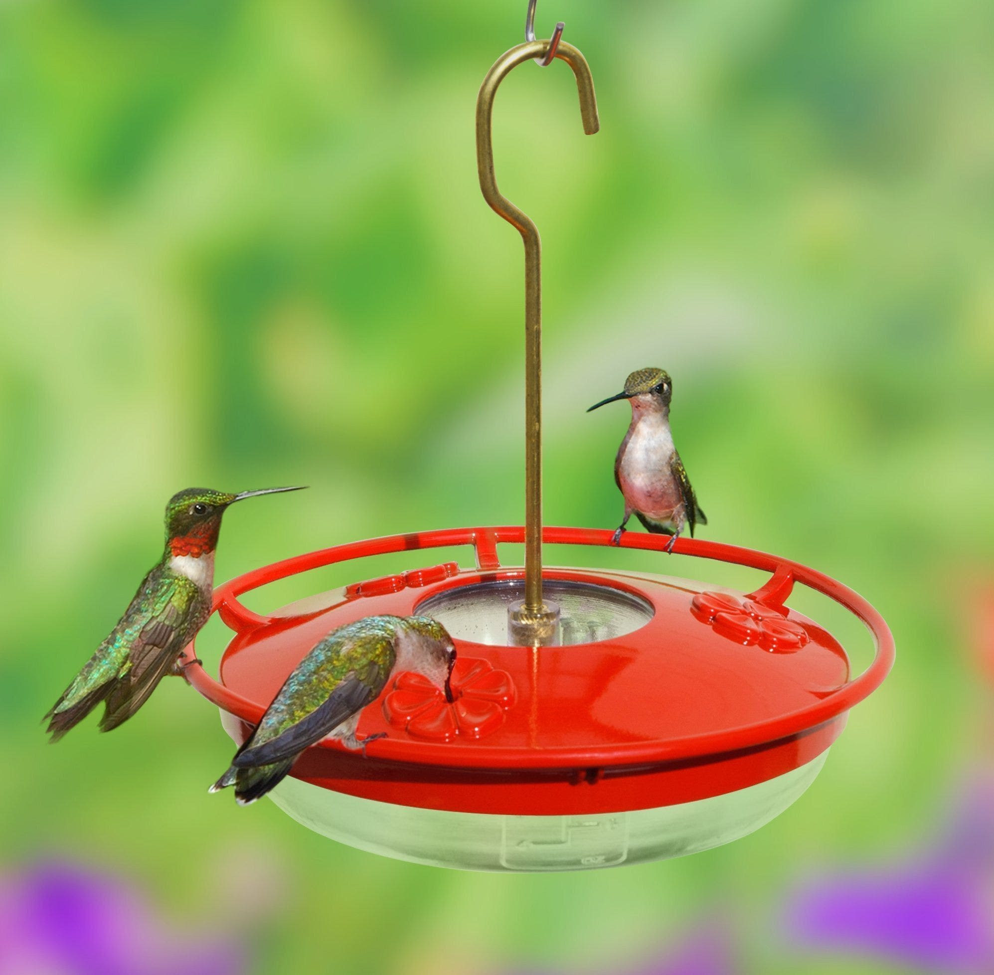 When do hummingbirds leave South Carolina? What to know about the birds' migratory habits