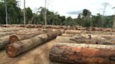 Exploração de madeira ameaça floresta de Cabinda