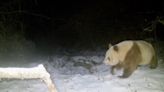 Avistan en China un tipo de oso panda extremadamente extraño que no se veía desde hacía seis años - ELMUNDOTV