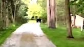 VIDEO: Black bear of 'significant size' spotted in Waukesha County