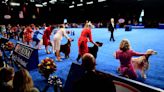 All You Need to Know About the 2022 National Dog Show