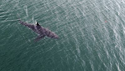 The white shark boom: ‘Canada is not used to having large marine predators close to shore’