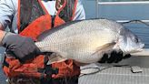 Viral hemorrhagic septicemia the culprit in Michigan's Lake Macatawa fish kill - Outdoor News