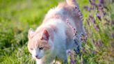 Are Lavender Plants Toxic to Cats and Dogs?