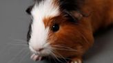 Three guinea pigs found dead in bag behind bus shelter